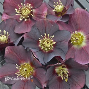 Helleborus 'Rome in Red'