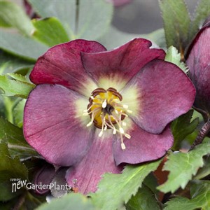 Helleborus 'Rome in Red'