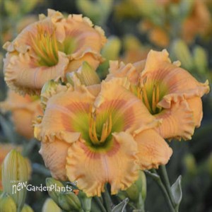 Daylily 'Orange Smoothie' ppaf