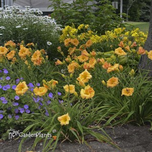 Daylily 'Orange Smoothie' ppaf