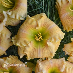 Daylily 'Orange Smoothie' ppaf