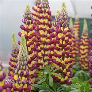 'Manhattan Lights' Lupine WESTCOUNTRY