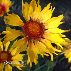 'Amber Wheels' Blanket Flower
