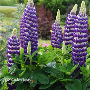'Blacksmith' Lupine WESTCOUNTRY