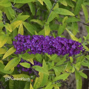Buddleia 'Little Nugget' HUMDINGER Collection