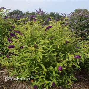 Buddleia 'Little Nugget' HUMDINGER Collection