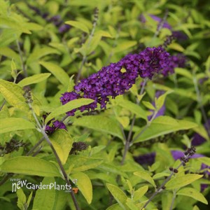 Buddleia 'Little Nugget' HUMDINGER Collection