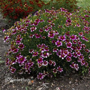 'Zesty Zinger' PPAF SIZZLE & SPICE Series