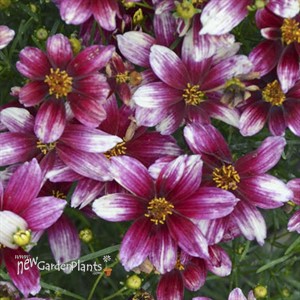 'Zesty Zinger' PPAF SIZZLE & SPICE Series