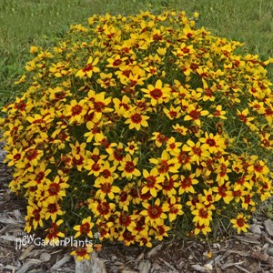 'Curry Up' SIZZLE & SPICE Series