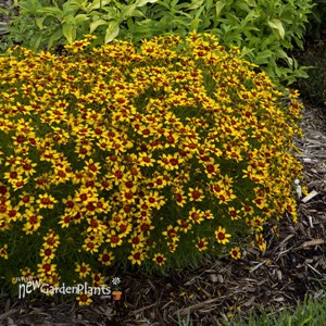 'Curry Up' SIZZLE & SPICE Series