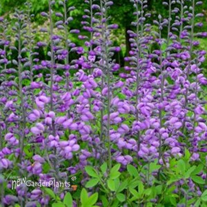 'Purple Smoke' False Indigo
