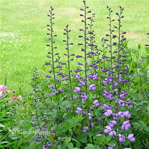 'Purple Smoke' False Indigo