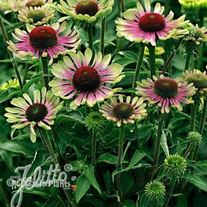 'Green Twister'  Coneflower