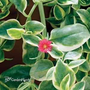 MEZOO™ Trailing Red Dorotheanthus 