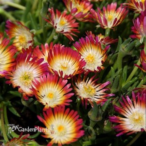 'Ruby' Jewel of Desert Delosperma