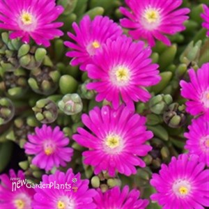 'Opal' Jewel of Desert Ice Plant