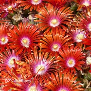 Ice Plant 'Red Mountain Flame'