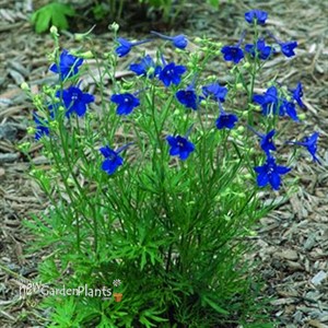 Delphinium g. 'Summer Nights'