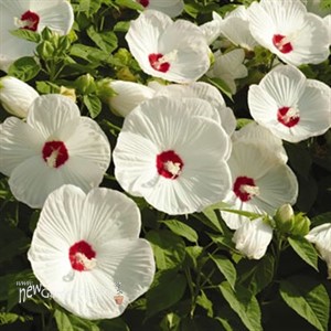 Hibiscus 'Luna White'
