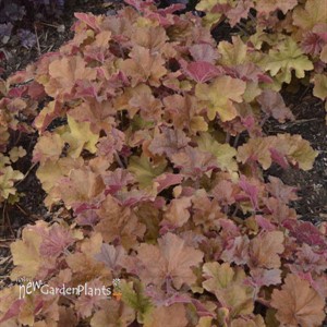 Heuchera 'Caramel'
