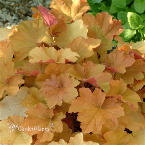Heuchera 'Caramel'