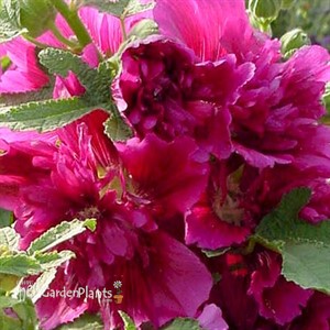 'Queeny Purple' Hollyhock