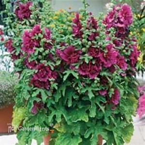 'Queeny Purple' Hollyhock