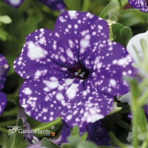 Headliner 'Night Sky' Petunia