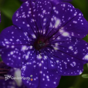 Headliner 'Night Sky' Petunia