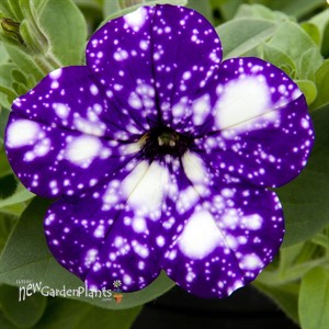 Headliner 'Night Sky' Petunia