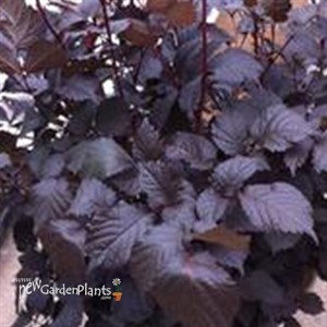 'Chocolate Shogun' Astilbe