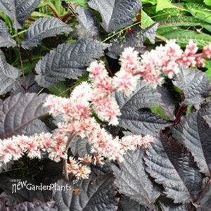 'Chocolate Shogun' Astilbe