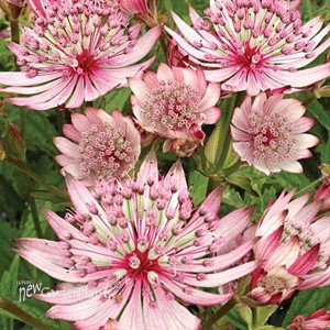 'Sparkling Stars Pink' Astrantia