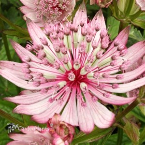 'Sparkling Stars Pink' Astrantia