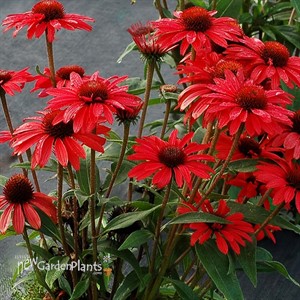 PRIMA 'Ruby' Coneflower