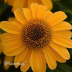 Sombrero 'Granada Gold' Coneflower