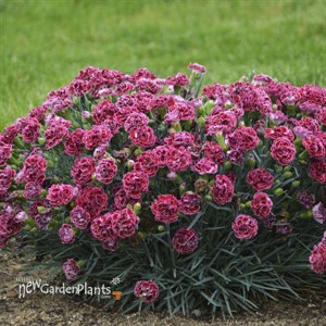Dianthus 'Cherry Vanilla' FRUIT PUNCH Series