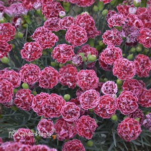 Dianthus 'Cherry Vanilla' FRUIT PUNCH Series