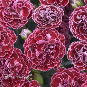 Dianthus 'Cherry Vanilla' FRUIT PUNCH Series