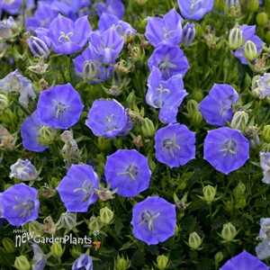 'Rapido Blue' Bellflower