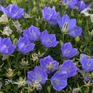'Rapido Blue' Bellflower