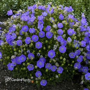 'Rapido Blue' Bellflower