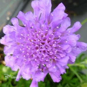 'Flutter Deep Blue' Pincushion Flower