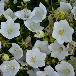 'Rapido White' Bellflower
