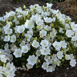'Rapido White' Bellflower