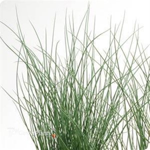 Juncus 'Blue Arrows' Blue Arrows Rush