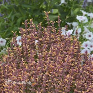'Peachie Keen' Agastache