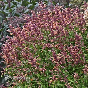 'Peachie Keen' Agastache