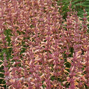 'Peachie Keen' Agastache